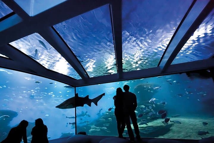 Skip-the-Line Palma Aquarium from Port Alcudia — Bus Transfer & Entry photo 4