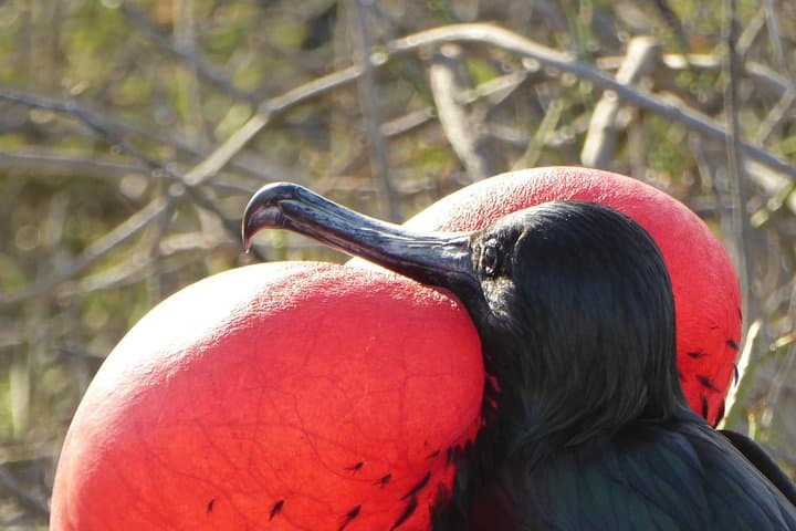 Isla de la Plata Mini Galápagos Day Trip from Guayaquil: Snorkel, Birding & Coastal Hike photo 2