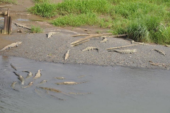 San José Nature Explorer: Tarcoles Crocodiles, Jungle River Hike & Cliff Jumps photo 4