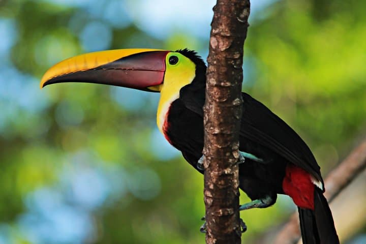 Esquipulas Rainforest Bird-Watching Tour Near Manuel Antonio