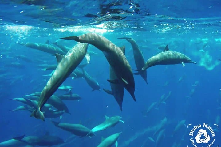 Drake Bay Dolphin and Whale Watching — Small-Boat Tours with Marine Biologists photo 1