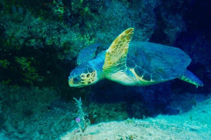 PADI Advanced Open Water Diver Course in Kaş — Dive to 30m in the Turkish Mediterranean photo 4