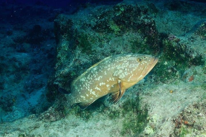 Scuba Diving in Kaş: Mediterranean Wrecks, Caves & Sea Life for Certified Divers photo 5