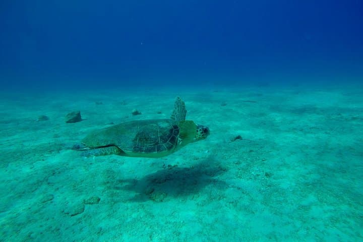 PADI Advanced Open Water Diver Course in Kaş — Dive to 30m in the Turkish Mediterranean photo 5