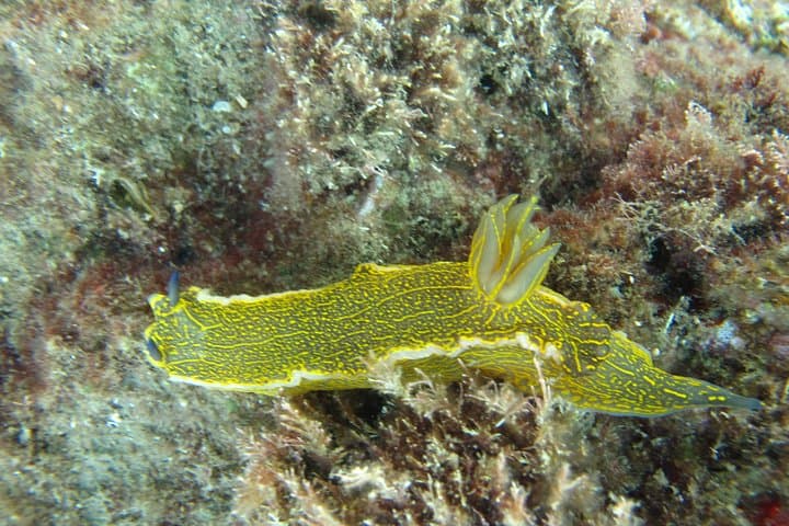 Scuba Diving Side Turkey Underwater Museum — Guided Dives from Side Harbor photo 5