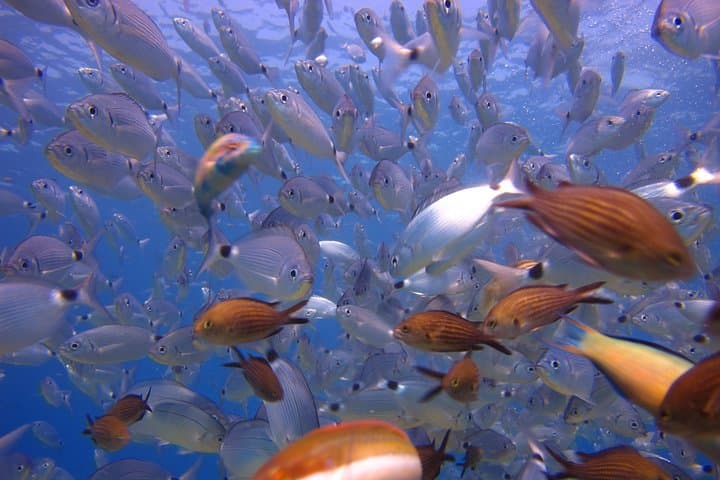 Scuba Diving Side Turkey Underwater Museum — Guided Dives from Side Harbor photo 6