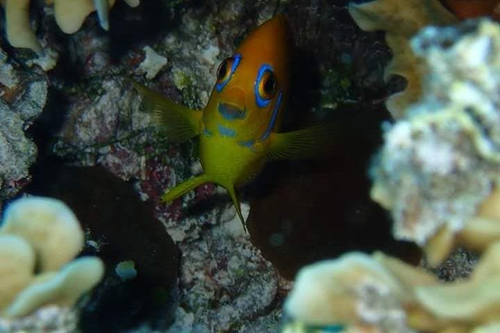 Bora Bora Combo Dive & Snorkel: Half-Day Lagoon Adventure photo 4