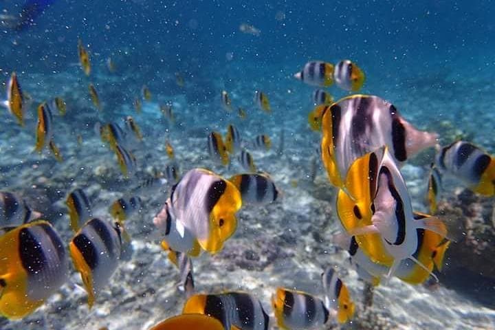 Bora Bora Combo Dive & Snorkel: Half-Day Lagoon Adventure photo 5