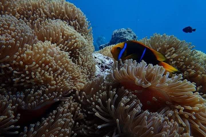 Bora Bora Combo Dive & Snorkel: Half-Day Lagoon Adventure photo 6