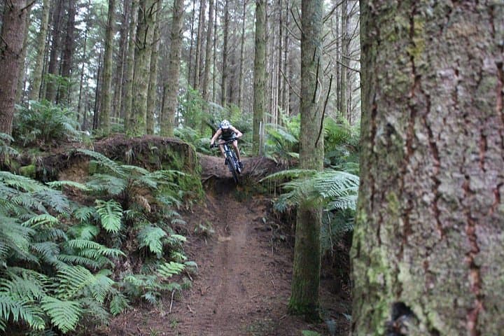 Redwoods E‑Bike Mountain Bike Tour — Rotorua Redwoods Guide photo 4