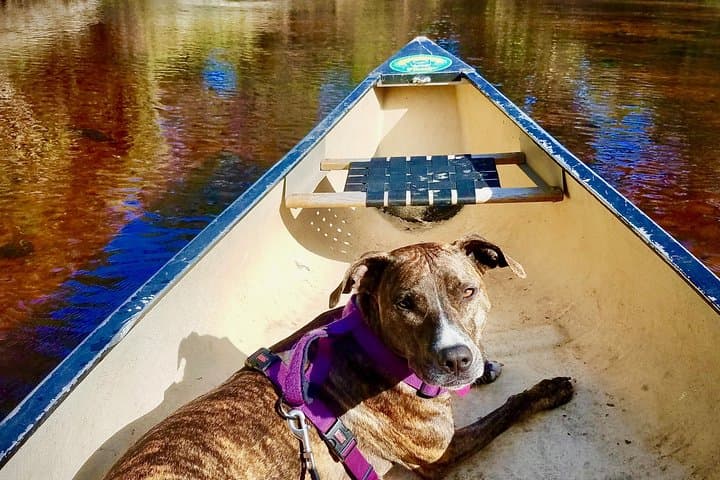 Paddle the Mystical Little-Big Econ River: Orlando’s Alligator Kayak Adventure photo 2