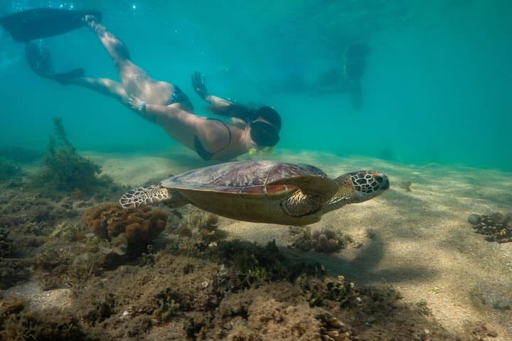 Half-Day Low Isles Snorkelling Tour from Port Douglas — Coral Gardens & Glass-Bottom Boat photo 4