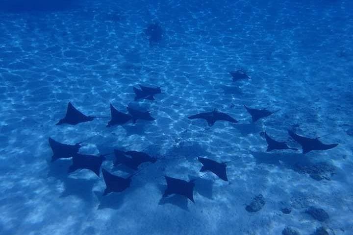 Bora Bora Full-Day Private Lagoon Snorkel Cruise with Motu Lunch photo 3