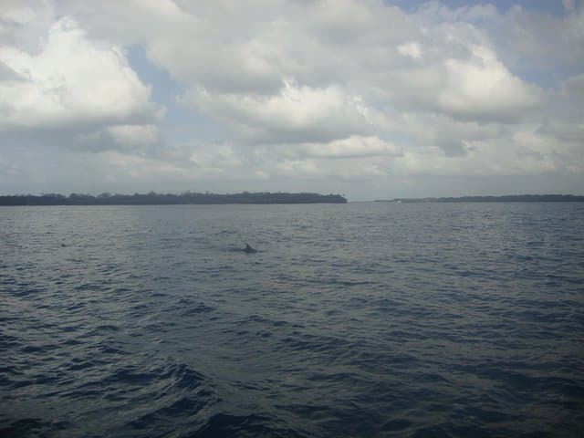 Diani Beach Dolphin & Kisite Snorkel: Full-Day Boat Tour from Shimoni