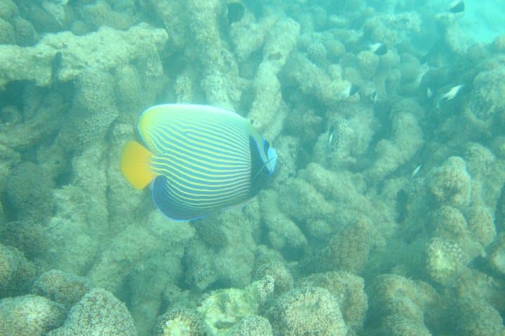 Diani Beach Dolphin & Kisite Snorkel: Full-Day Boat Tour from Shimoni photo 5