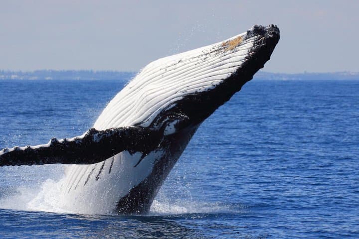 Whale Watching from Colombo: Mirissa Blue Whale and Dolphin Cruises photo 2