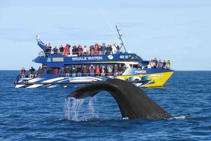 Whale Watching from Colombo: Mirissa Blue Whale and Dolphin Cruises photo 5