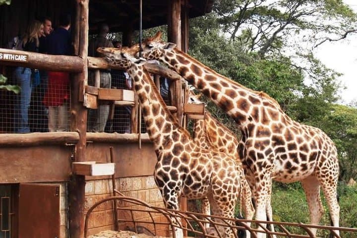 Karen Blixen Museum & Giraffe Centre Half-Day Tour — Nairobi Cultural and Wildlife Combo