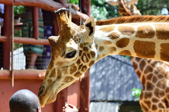 Karen Blixen Museum & Giraffe Centre Half-Day Tour — Nairobi Cultural and Wildlife Combo photo 2