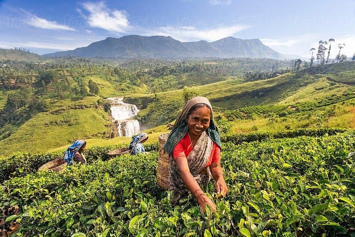 Sri Lanka in 7 Days: Cultural Triangle, Tea Country & Coastal Wildlife photo 3