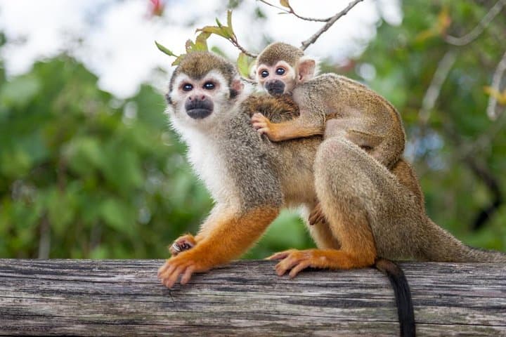 Punta Cana Adventure Bundle: Monkeyland Zipline & Buggy Tour in Anamuya photo 6