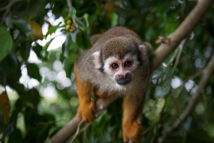 Monkeyland and Plantation Safari Tour from Punta Cana — Squirrel Monkeys, Coffee & Cacao photo 3