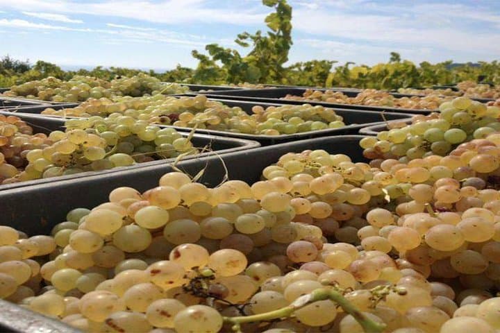 Breakfast Winery Experience in Alella: Private Organic Wine Tasting near Barcelona photo 3