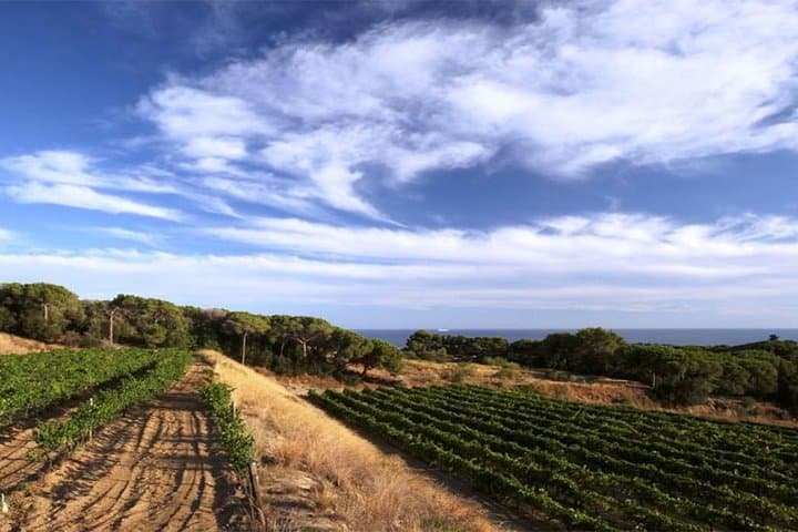 Breakfast Winery Experience in Alella: Private Organic Wine Tasting near Barcelona photo 4