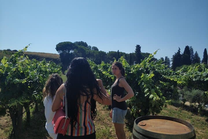 Alella Organic Wine Tasting & Picnic Tour from Barcelona photo 3