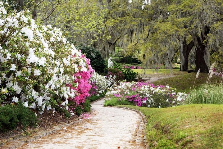 Experience Middleton Place: Historic Charleston Plantation, Gardens & Low Country Lunch photo 5