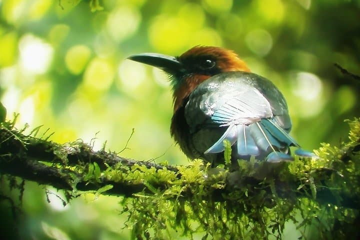 Mistico Park Hanging Bridges Birdwatching Tour — La Fortuna Guide photo 4