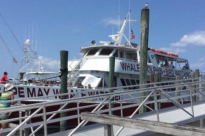 Cape May Whale & Dolphin Watching Cruise — 3-Hour Offshore Marine Safari photo 6