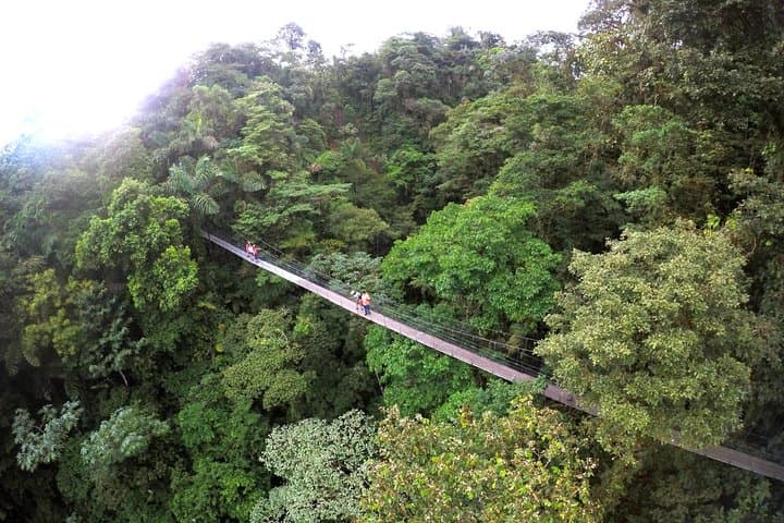 Arenal Hanging Bridges and La Fortuna Waterfall: Half-Day Rainforest Walk with Lunch