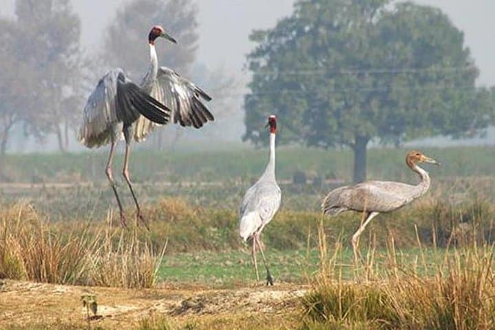 Jeep Safari to See Sarus Cranes in National Chambal Sanctuary — Day Trip from Agra