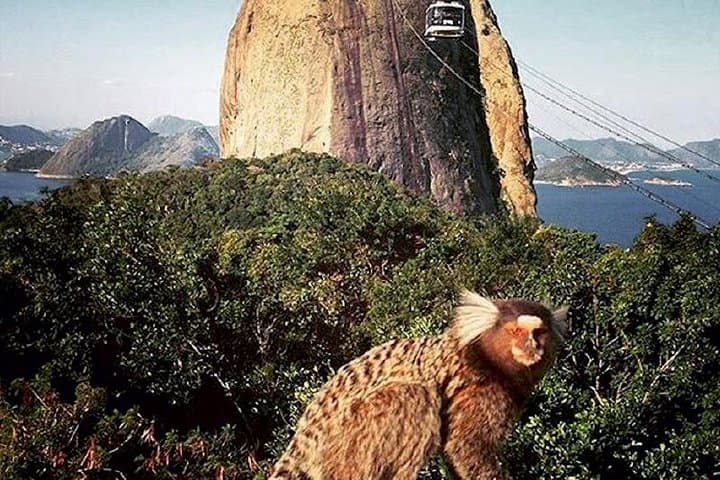 Half-Day Highlights of Rio: Christ the Redeemer & Sugarloaf photo 4