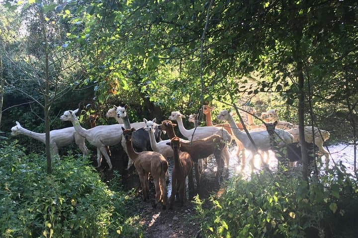 Meet Alpacas: 2-Hour Farm Experience in Kenilworth photo 2
