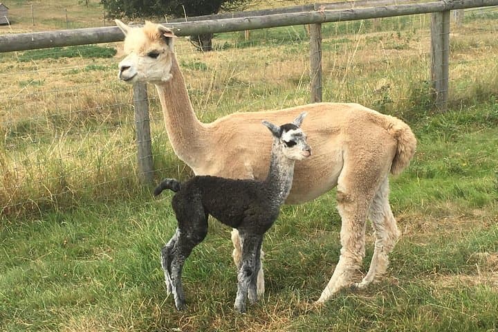 Meet Alpacas: 2-Hour Farm Experience in Kenilworth photo 3
