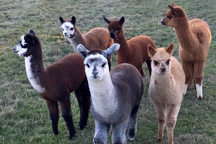 Meet Alpacas: 2-Hour Farm Experience in Kenilworth photo 4