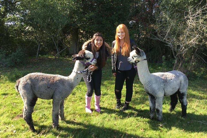 Meet Alpacas: 2-Hour Farm Experience in Kenilworth photo 5