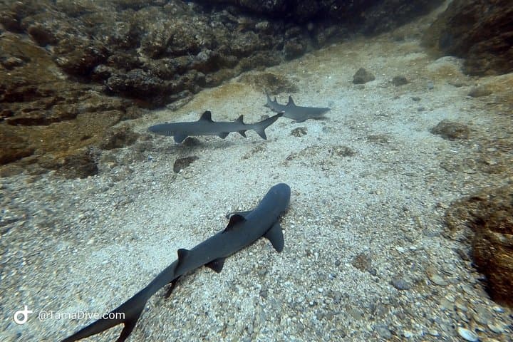 Try Scuba Diving in Tamarindo: Beginner Two-Dive Intro with Boat Transfer photo 4