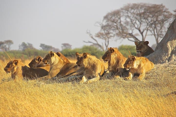 9-Day Southern Circuit Safari: Selous to Ruaha & Kitulo National Parks, Tanzania photo 3
