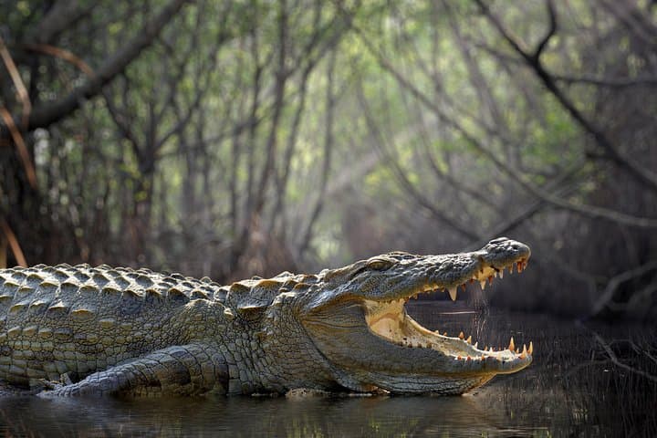 Sri Lanka Island Hop: 19-Day Cultural, Wildlife & Coastal Journey photo 3