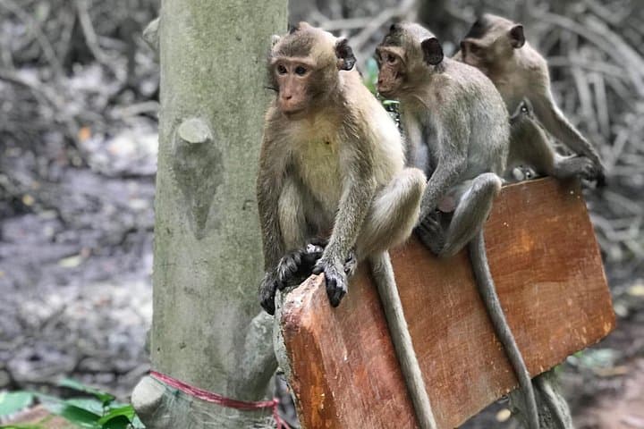 Paddling the Can Gio Mangroves: Small-Group Eco Tour from Ho Chi Minh City photo 4