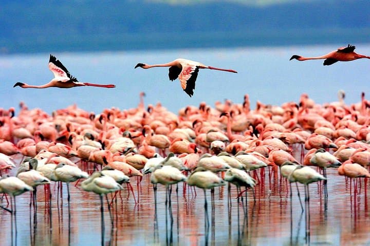 Manyara National Park Day Trip from Arusha — Tree-Climbing Lions & Birdlife Safari photo 1
