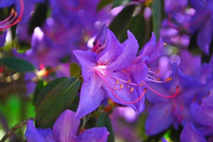 Private Walking Tour of Villa Taranto Botanical Gardens, Verbania photo 5