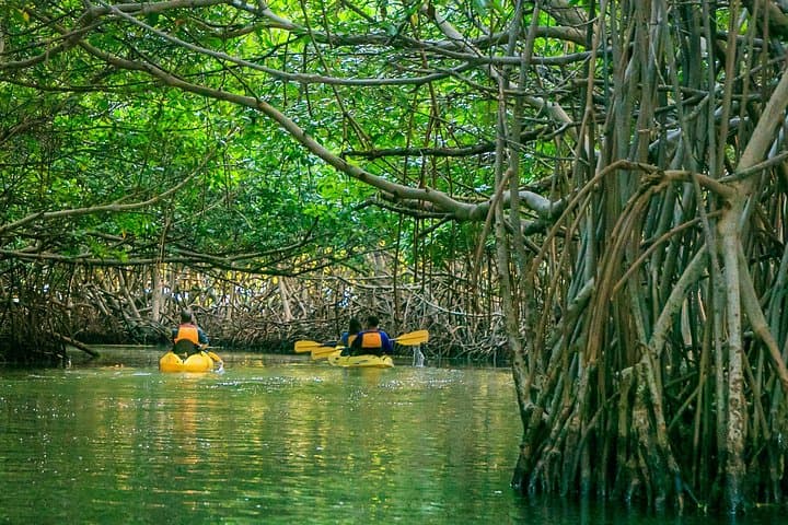 Night Kayaking Laguna Grande: Bioluminescent Bay Adventure in Fajardo photo 2