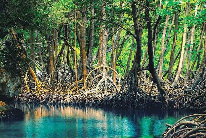 Private Los Haitises Boat Tour from Sabana de la Mar: Mangroves, Caves & Local Guides photo 2