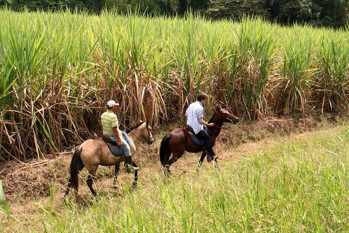 Horseback Riding Near Cali: Cloud-Forest Trails & Sugarcane Gallops photo 5