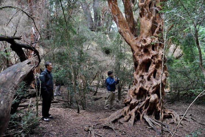 Private Manso River Lakes & Waterfalls Tour from Bariloche photo 6