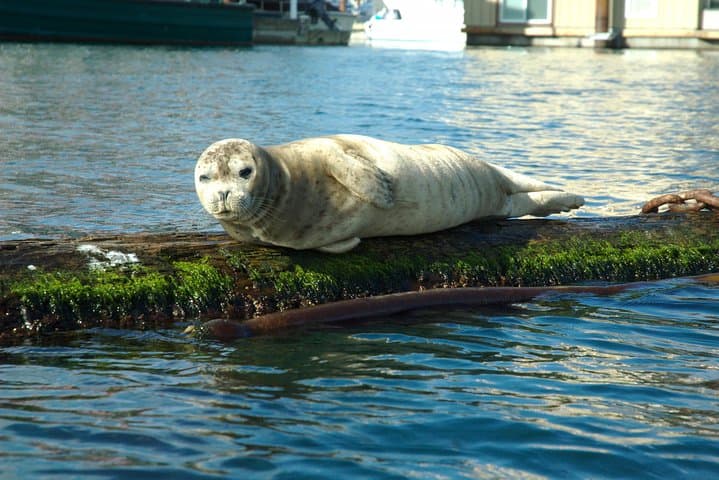 Paddle Victoria Harbour: Guided 3-Hour Kayak Tour to Gorge Waterway photo 2